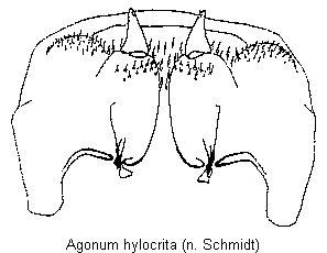 agonum_hylocrita_vp.gif
