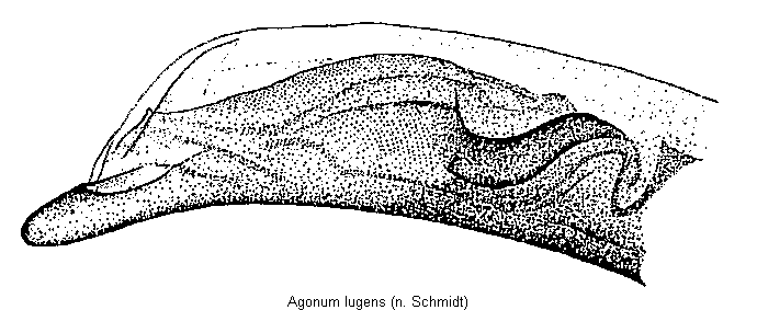 agonum_lugens.gif