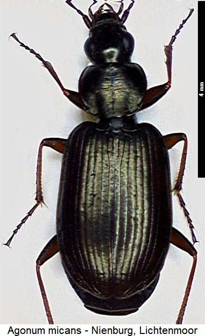 agonum_micans_hab.jpg