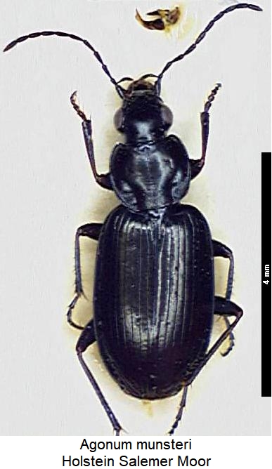 agonum_munsteri_hab.jpg