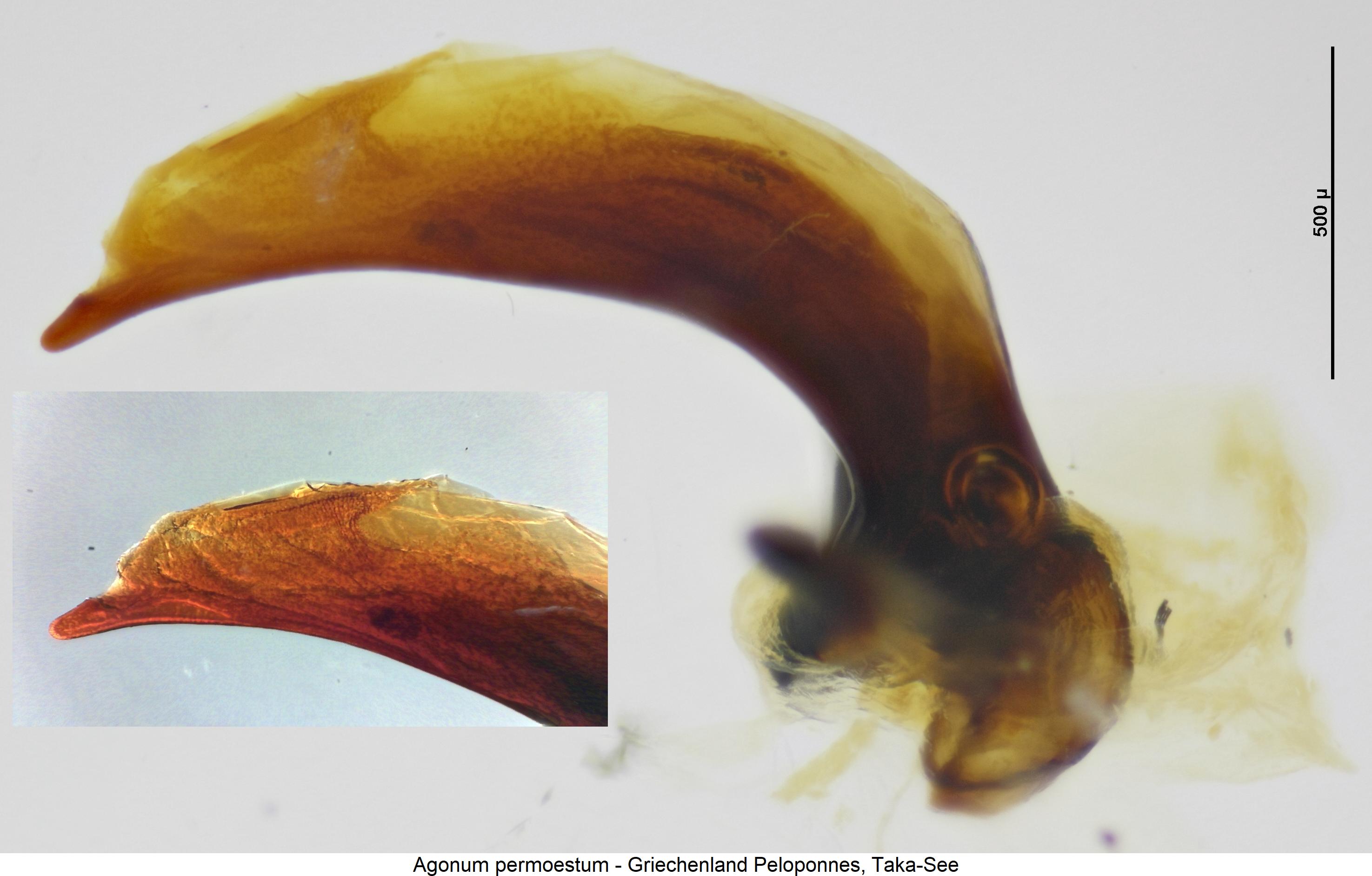 agonum_permoestum.jpg