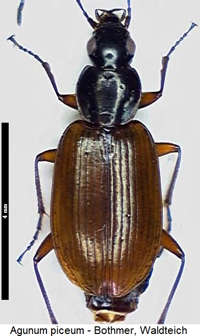 agonum_piceum_hab.jpg