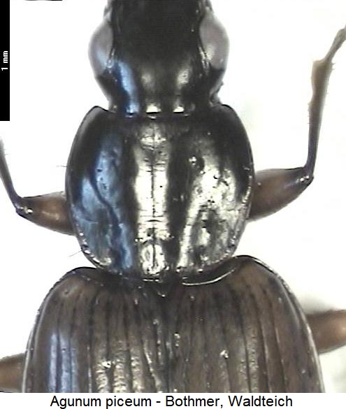 agonum_piceum_vk.jpg