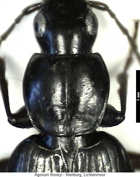 agonum_thoreyi_vk.jpg