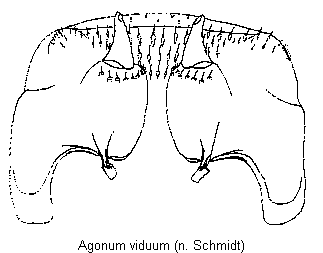 agonum_viduum_vp.gif