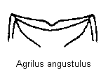 agrilus_angustulus_vbr.gif