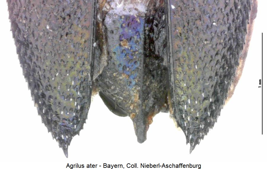 agrilus_ater_fld.jpg