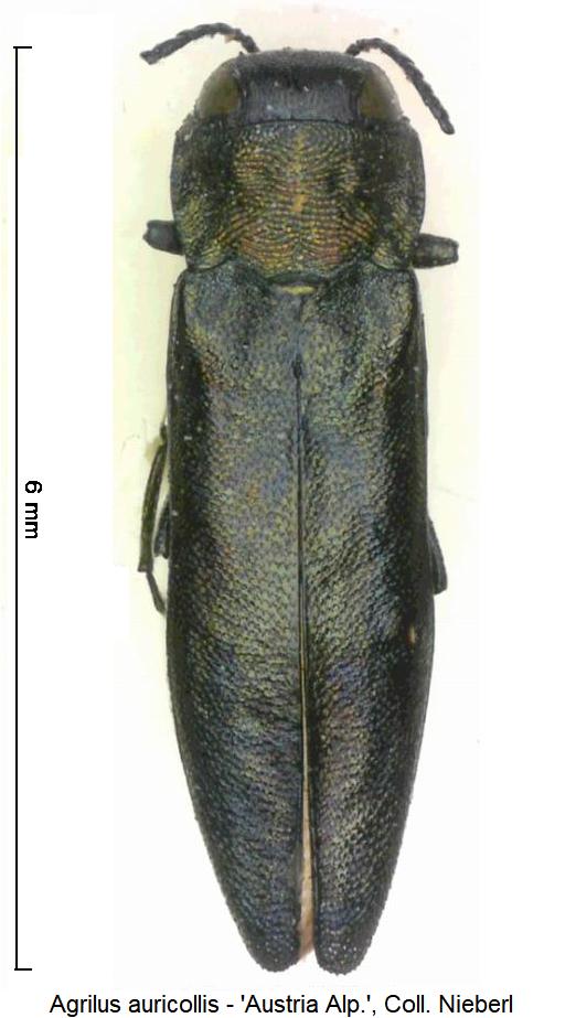 agrilus_auricollis_hab.jpg