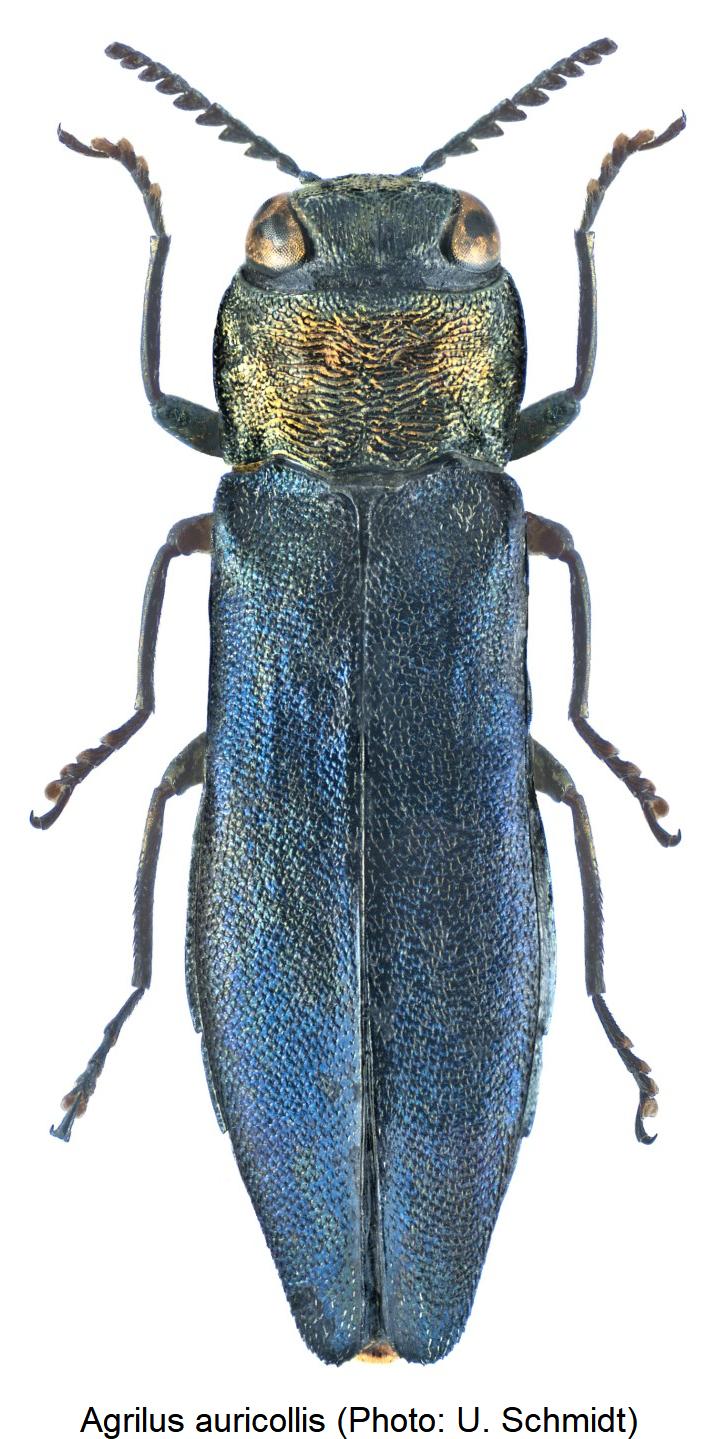 agrilus_auricollis_hab1.jpg