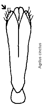agrilus_cinctus.gif