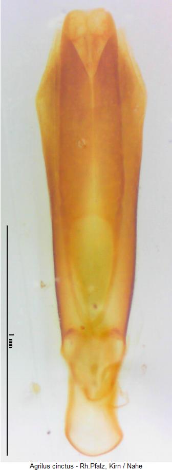 agrilus_cinctus.jpg
