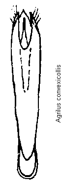 agrilus_convexicollis.gif