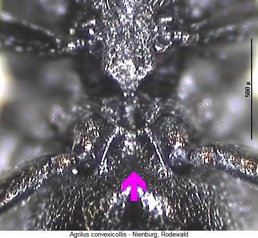 agrilus_convexicollis_mbr.jpg