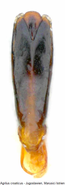 agrilus_croaticus.jpg