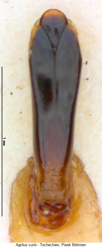 agrilus_curtii.jpg