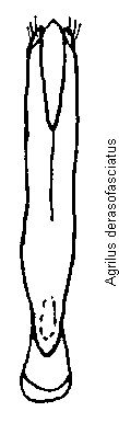 agrilus_derasofasciatus.gif