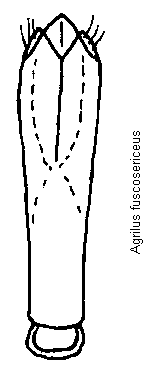 agrilus_fuscosericeus.gif