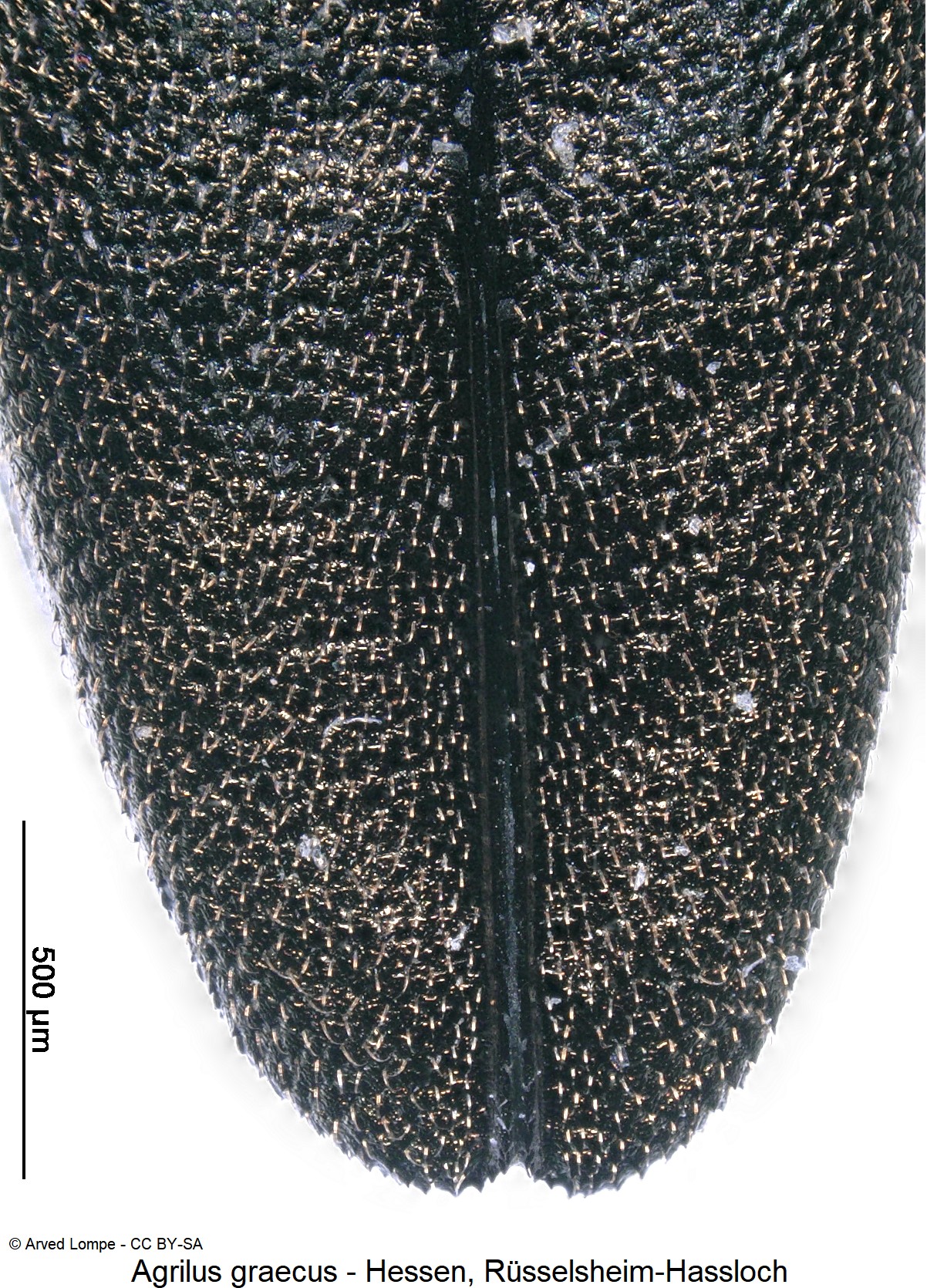 agrilus_graecus_int-1.jpg
