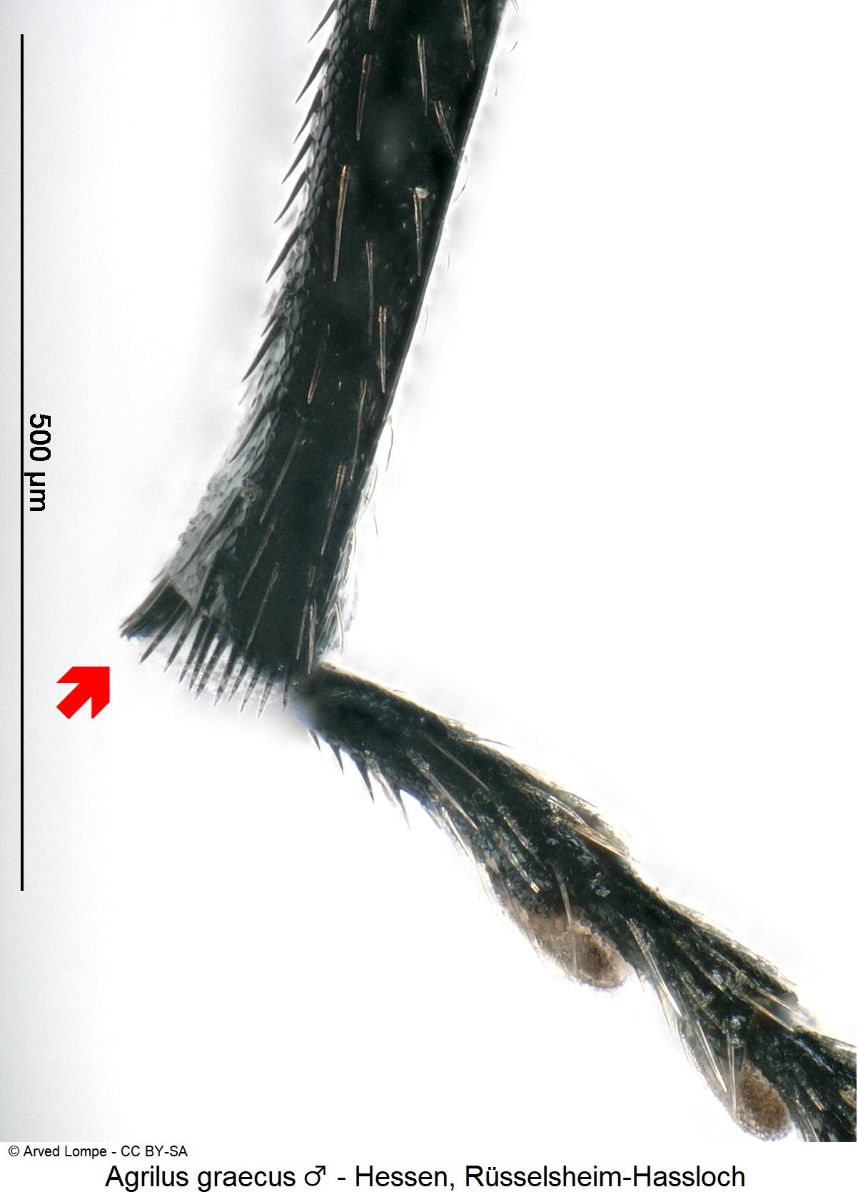 agrilus_graecus_m_mschn.jpg