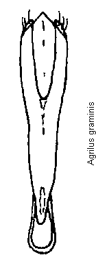 agrilus_graminis.gif
