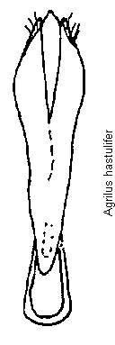 agrilus_hastulifer.gif