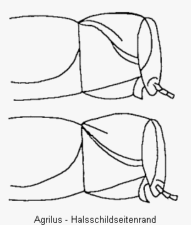 agrilus_hsch.gif