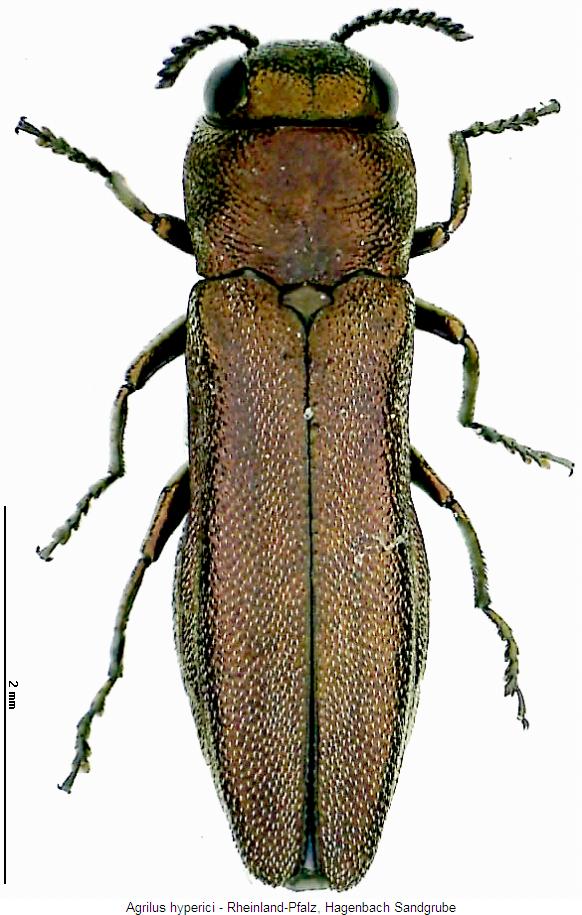 agrilus_hyperici_hab.jpg