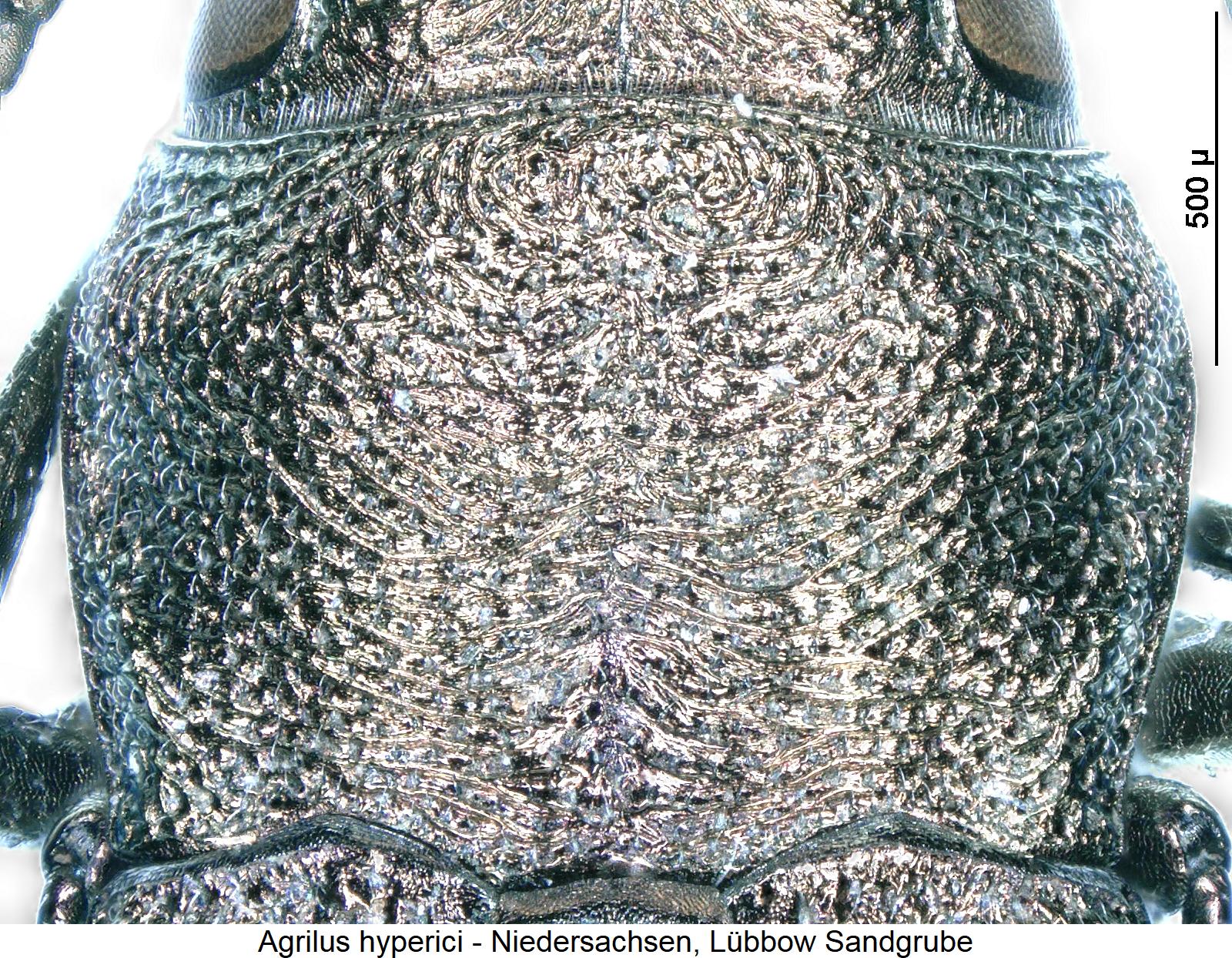 agrilus_hyperici_hsch.jpg