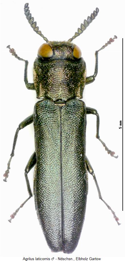 agrilus_laticornis_hab.jpg