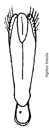 agrilus_lineola.gif