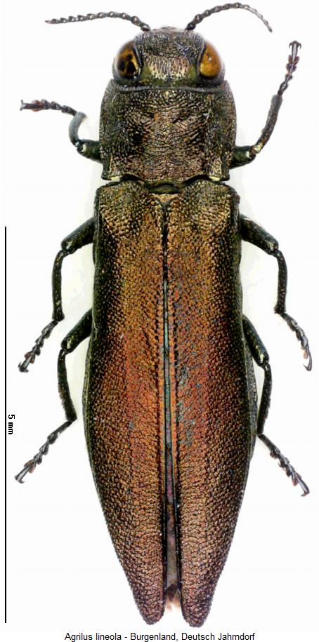 agrilus_lineola_hab.jpg