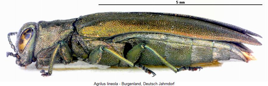 agrilus_lineola_sa.jpg
