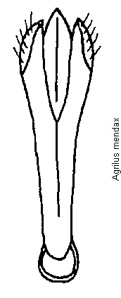 agrilus_mendax.gif
