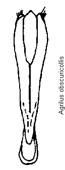 agrilus_obscuricollis.gif