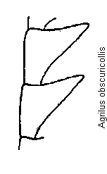 agrilus_obscuricollis_f.gif