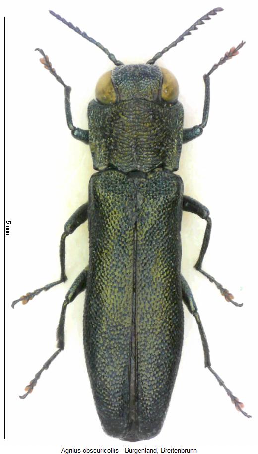 agrilus_obscuricollis_hab.jpg