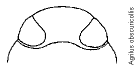 agrilus_obscuricollis_vk.gif