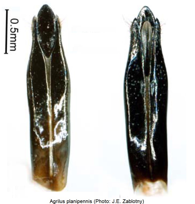 agrilus_planipennis.jpg