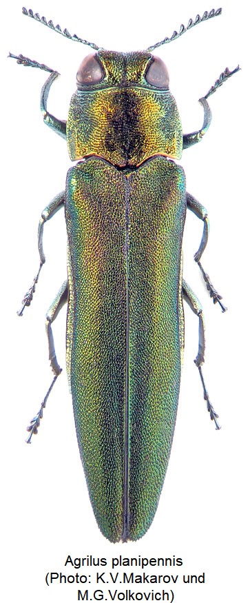 agrilus_planipennis_hab-1.jpg