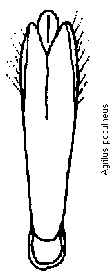 agrilus_populneus.gif