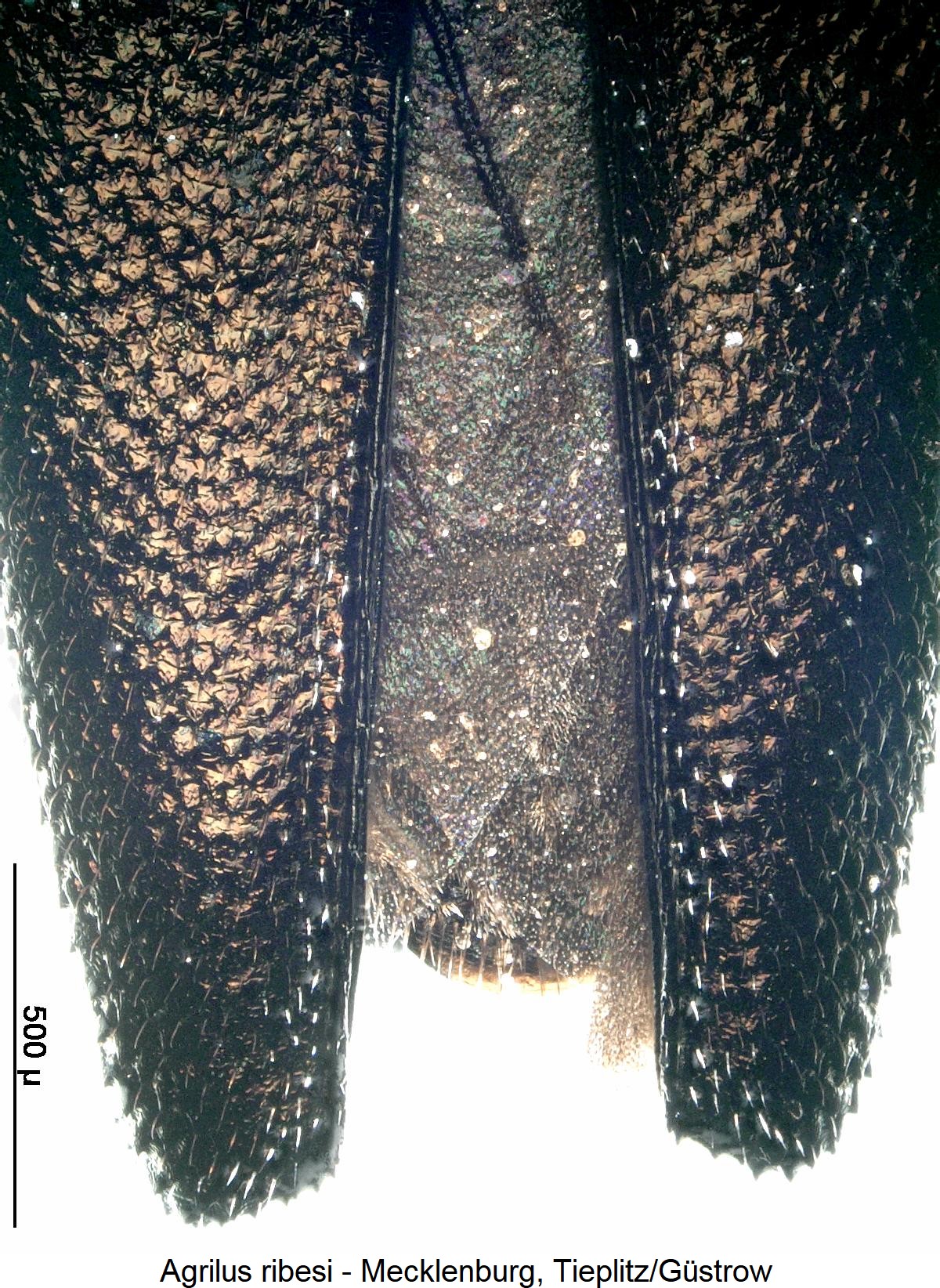 agrilus_ribesi_dec.jpg