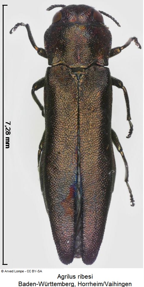 agrilus_ribesi_hab.jpg