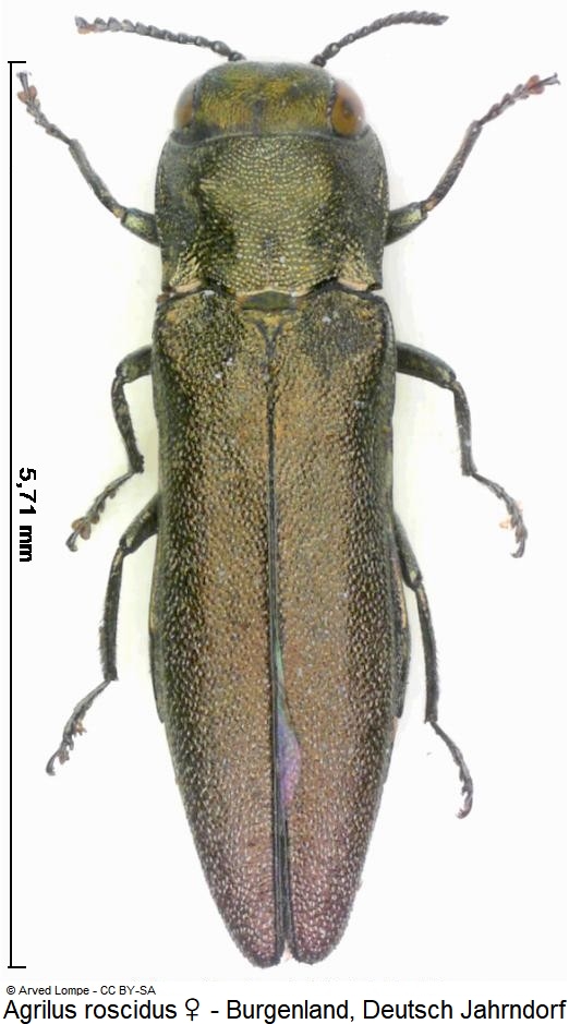 agrilus_roscidus_hab.jpg