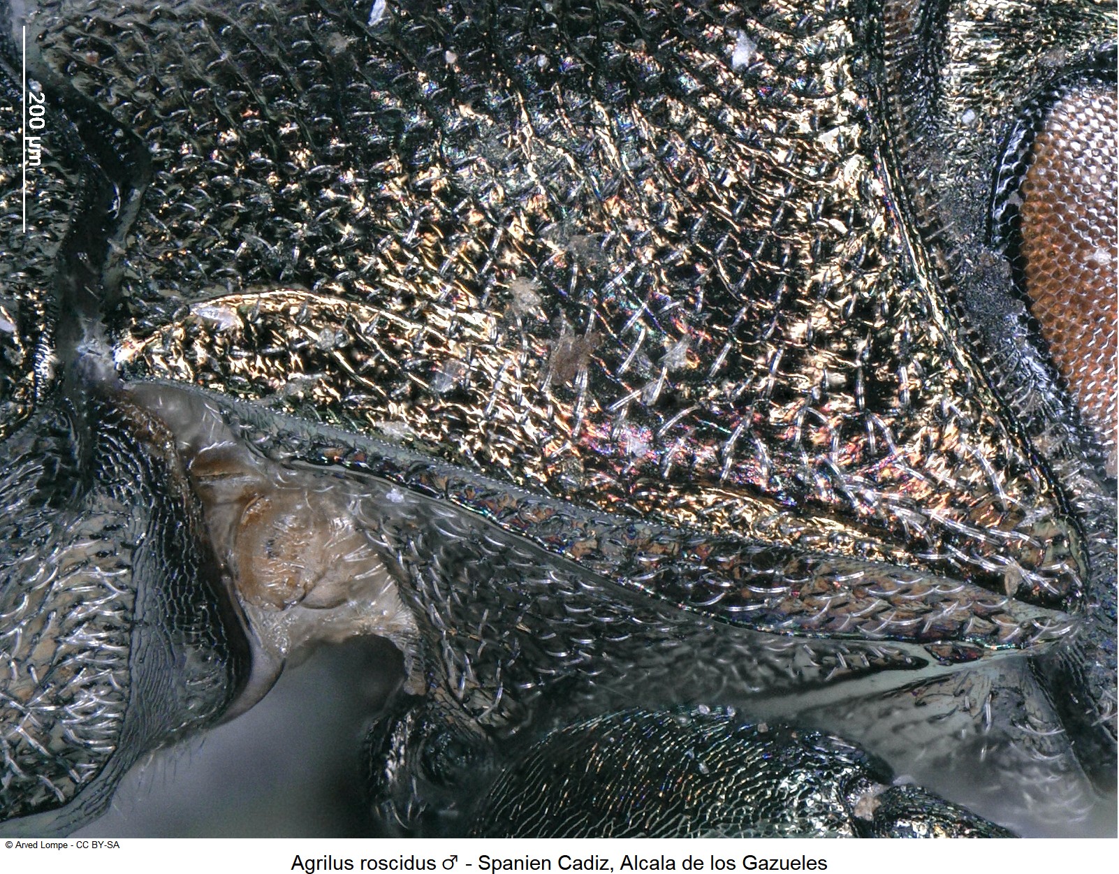 agrilus_roscidus_m_ck34285332_sa_hsch.jpg