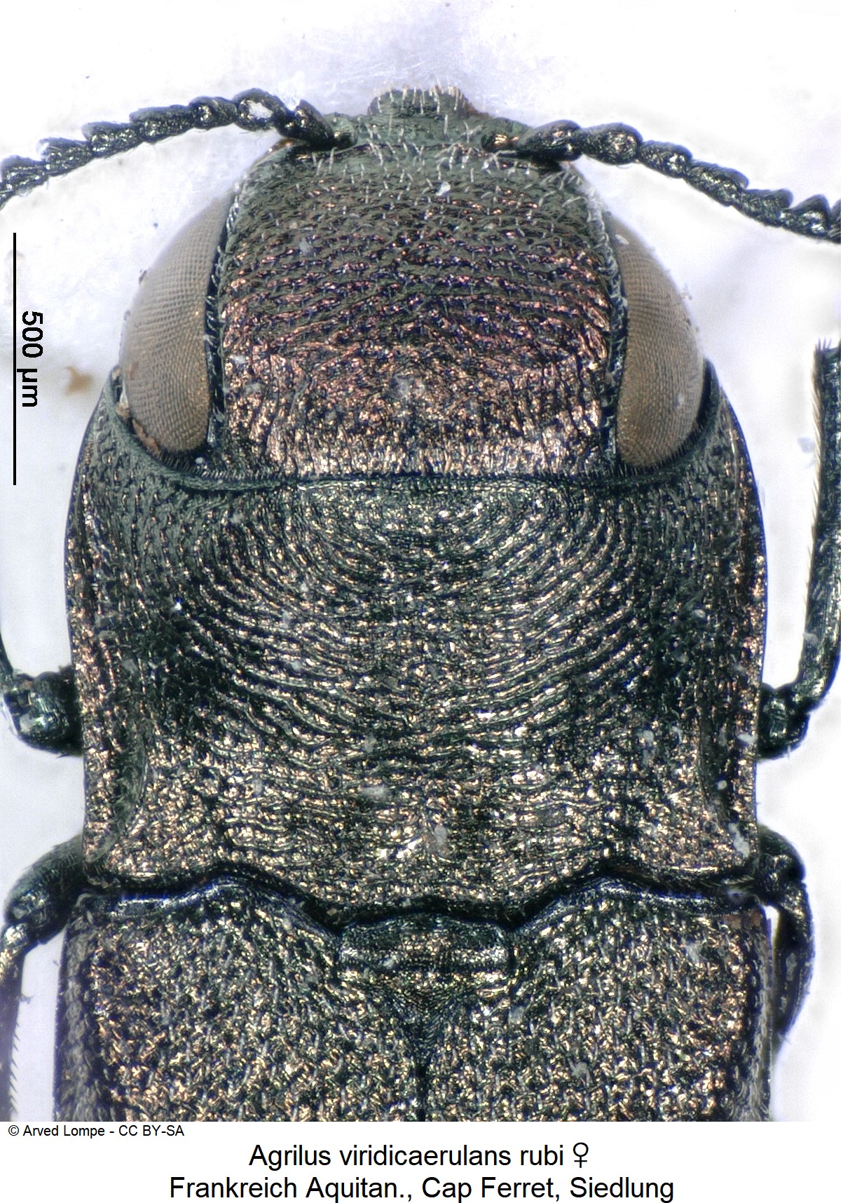 agrilus_rubi_w_ck34275665_vk.jpg