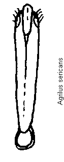 agrilus_sericans.gif