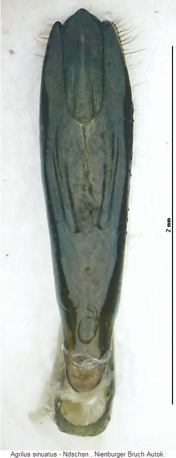 agrilus_sinuatus.jpg