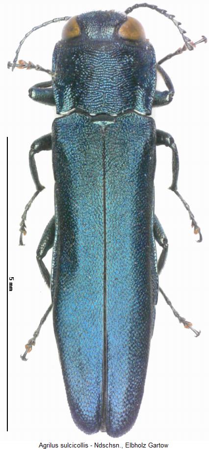 agrilus_sulcicollis_hab.jpg