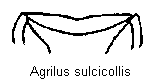 agrilus_sulcicollis_vbr.gif