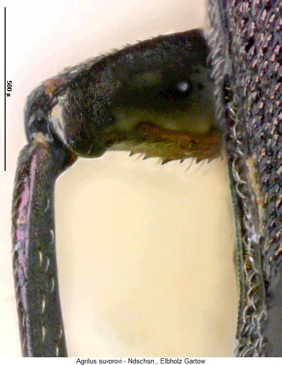 agrilus_suvorovi_mschl.jpg